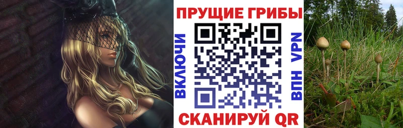нарко площадка формула  Инсар  Галлюциногенные грибы Psilocybine cubensis 